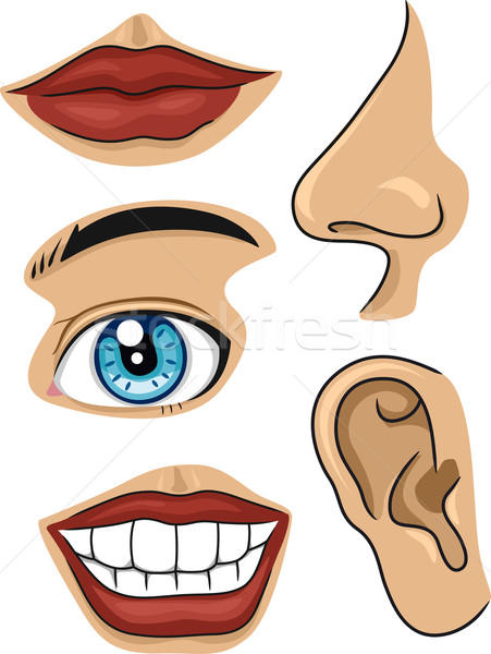 2517870 stock photo parts of the face